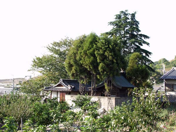 後方から望む本殿